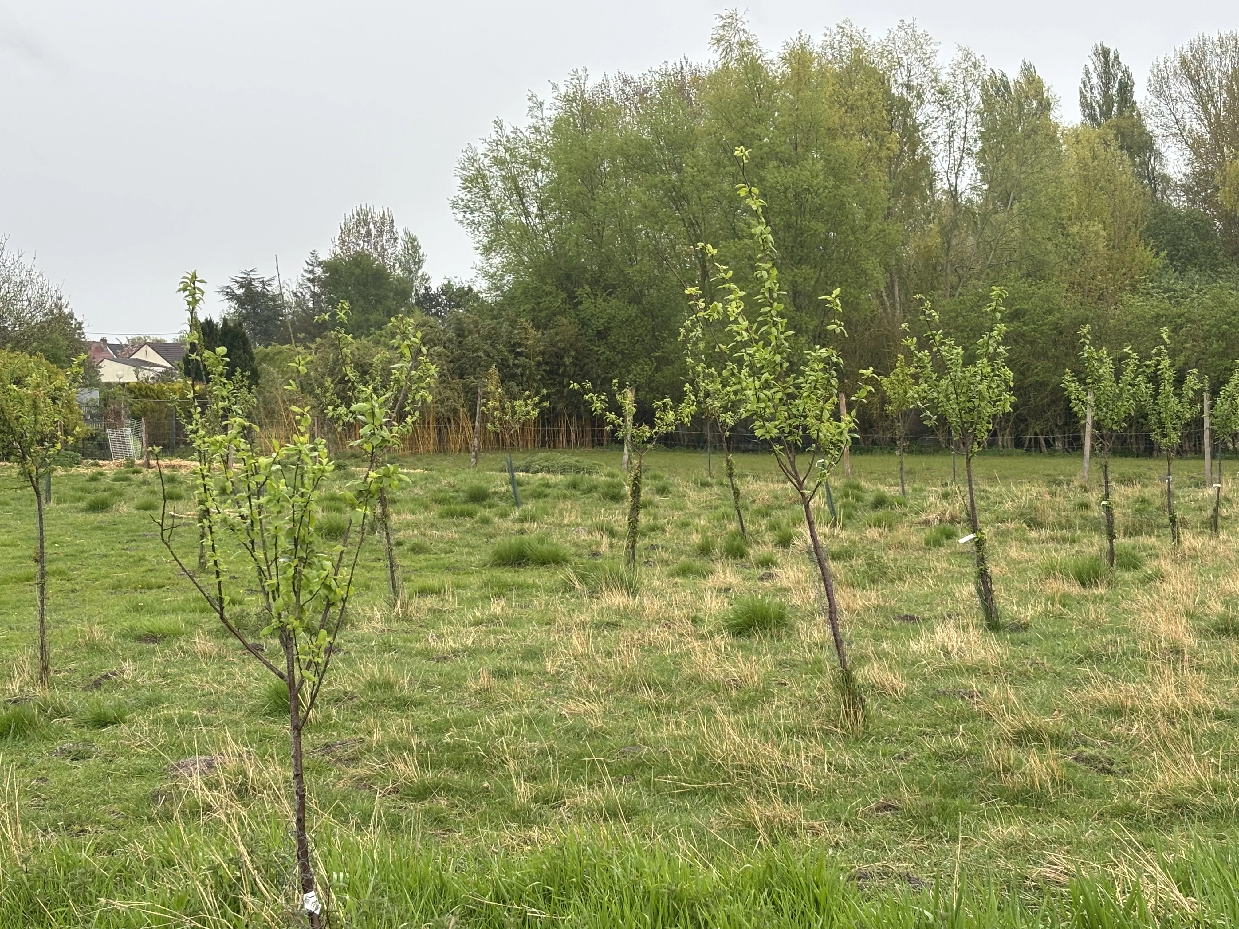 Vue d'ensemble du verger La Prunelière, rangées de jeunes pruniers dans le Marais de Guînes