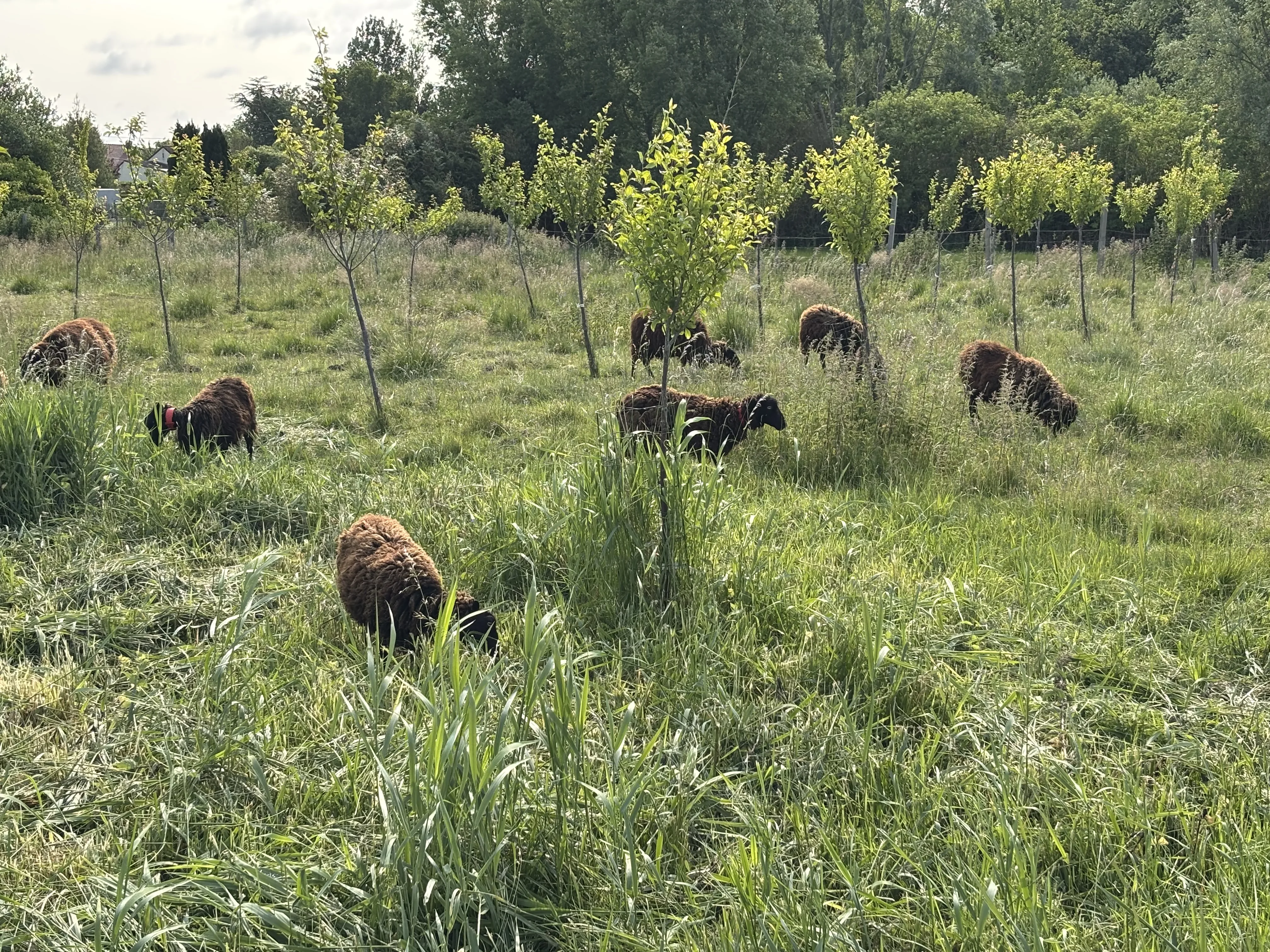 Moutons au pâturage entre les arbres du verger, entretien naturel du verger