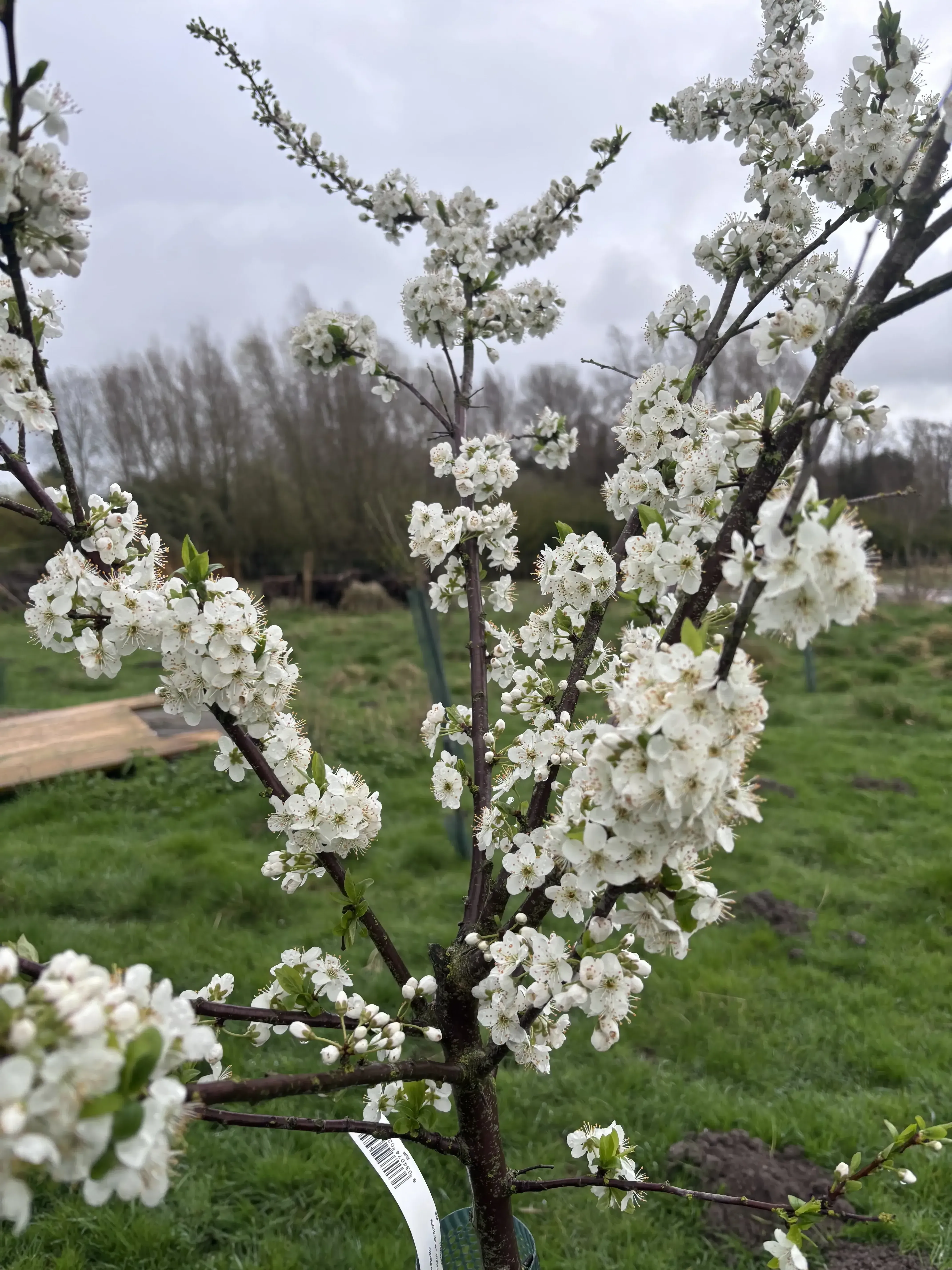 Floraison d'un prunier au printemps, fleurs blanches